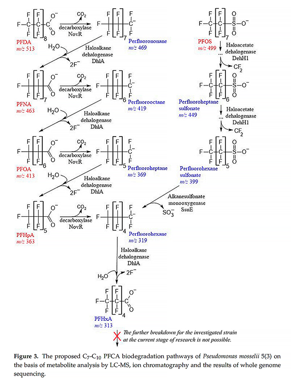 基于GenoLab M的全基因組測序揭示假單胞菌降解全氟羧酸的生物學(xué)機制 基于GenoLab M的全基因組測序揭示假單胞菌降解全氟羧酸的生物學(xué)機制